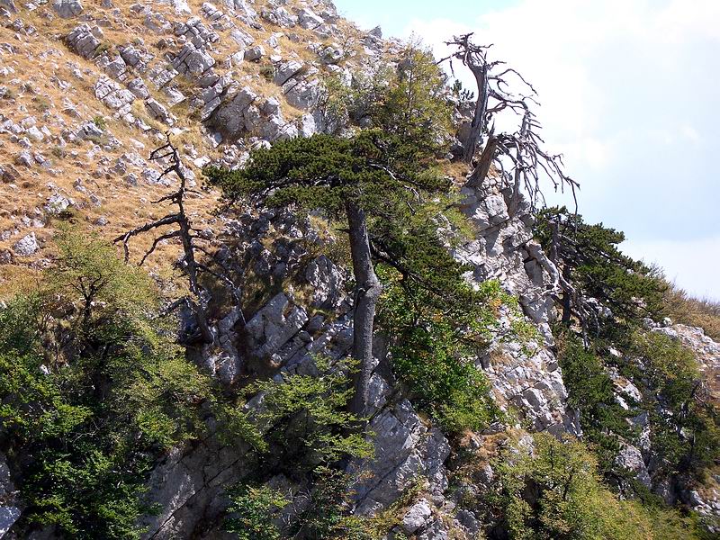 Pinus leucodermis / Pino loricato